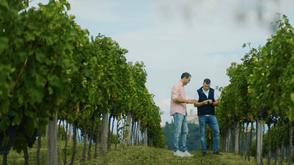 Sustainable cuisine Hilton chef in vineyards picking grapes for Hilton ESG Travel with Purpose